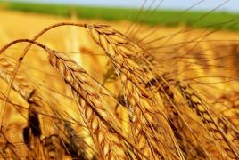 Различия твердой и мягкой пшеницы